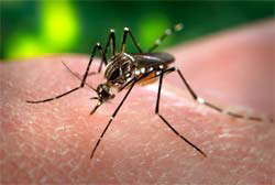 Malaria in Africa IRIN