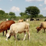 Cows release huge amounts of warming methane every year Jaspreet Kindra IRIN