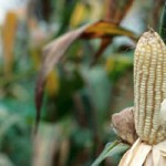 Poor Kenyans spend over a quarter of their income on maize IITA Image