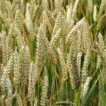 Wheat under threat David Gough IRIN