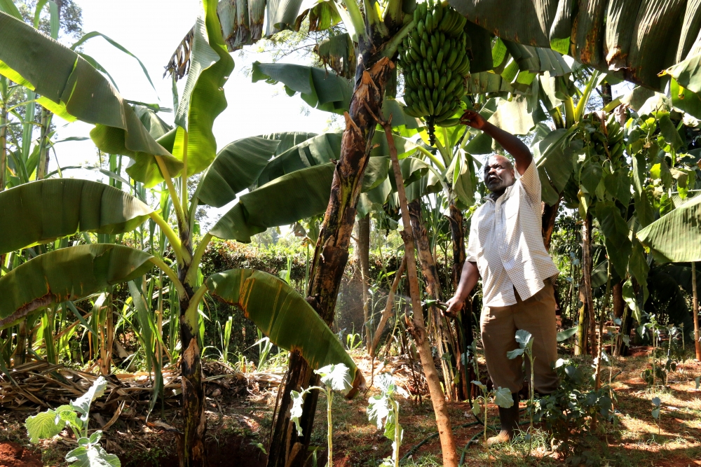 Harrison Wesa tends his crop/Photo: Sophie Mbungua/IRIN